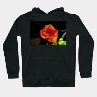 Red yellow rose blossom Hoodie